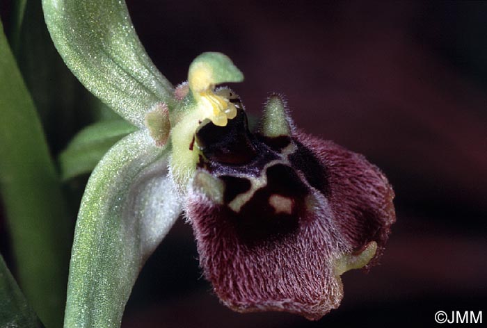 Ophrys aphrodite