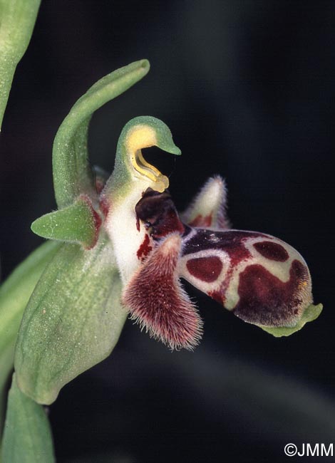 Ophrys astarte