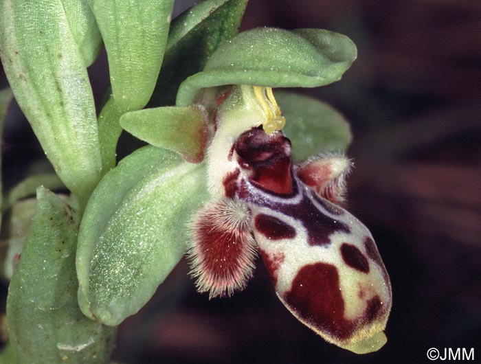 Ophrys astarte