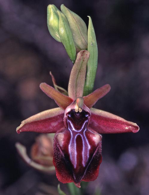Ophrys posteria