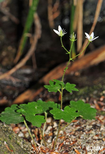 Saxifraga rotundifolia var. insularis