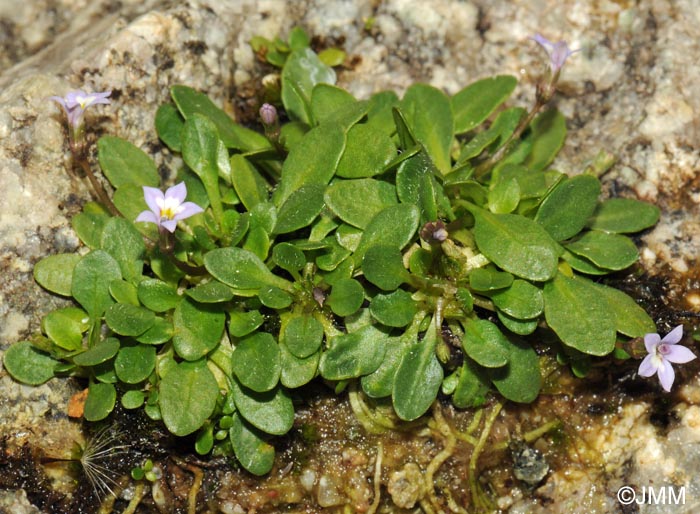 Solenopsis corsica = Solenopsis minuta subsp. corsica