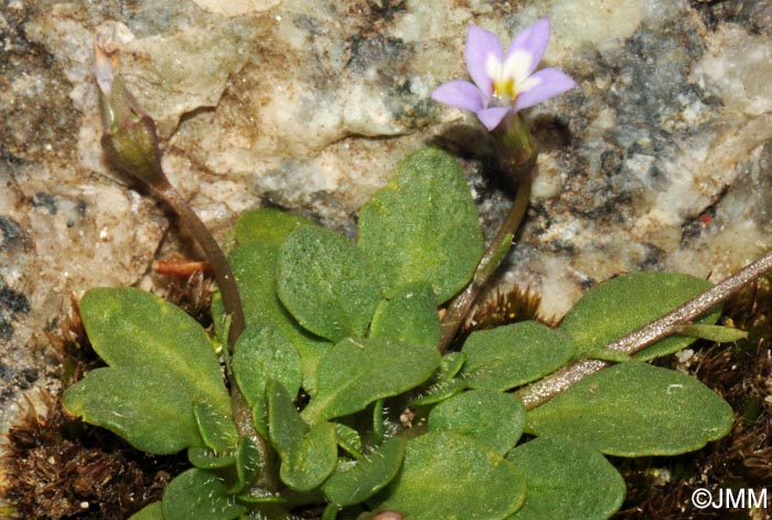 Solenopsis corsica = Solenopsis minuta subsp. corsica
