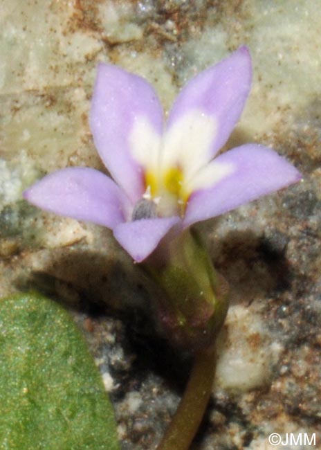 Solenopsis corsica
