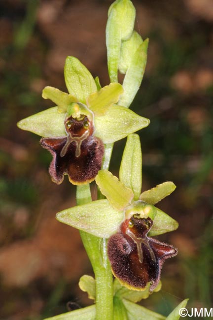 Ophrys incubacea x Ophrys tommasinii = Ophrys x mansfeldiana