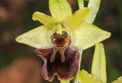 Ophrys incubacea x Ophrys tommasinii