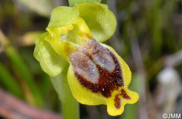 Ophrys sicula var. transadriatica
