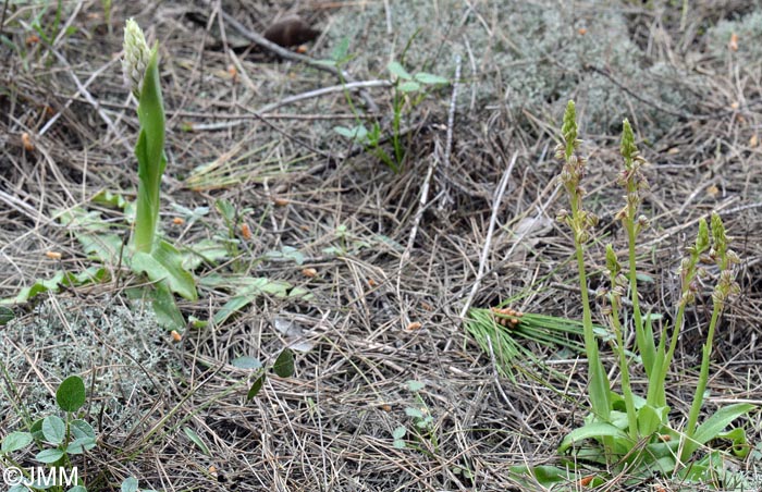 Orchis anthropophora & Orchis italica