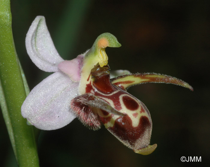 Ophrys cerastes 