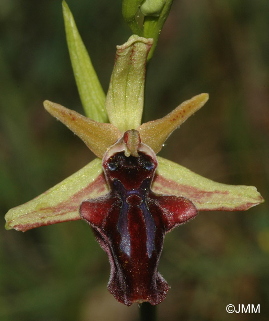 Ophrys hystera 
