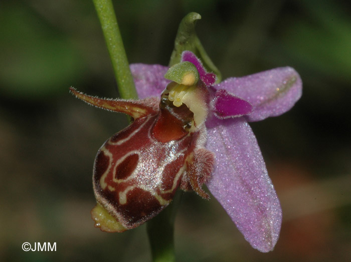 Ophrys sepioides 