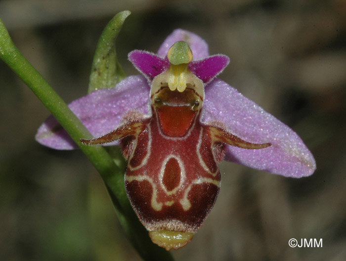 Ophrys sepioides 