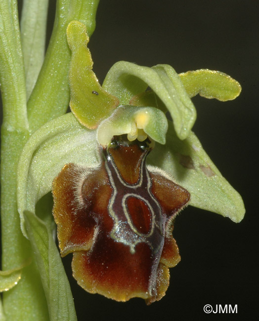 Ophrys zeusii