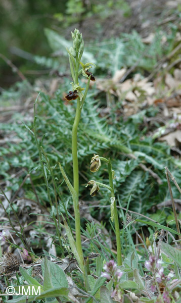 Ophrys zeusii