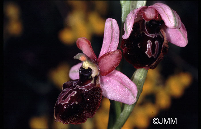 Ophrys vitorica