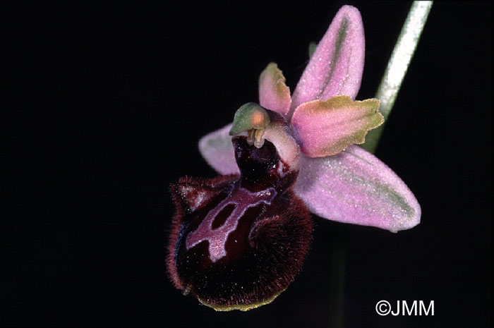 Ophrys incubacea var. dianensis