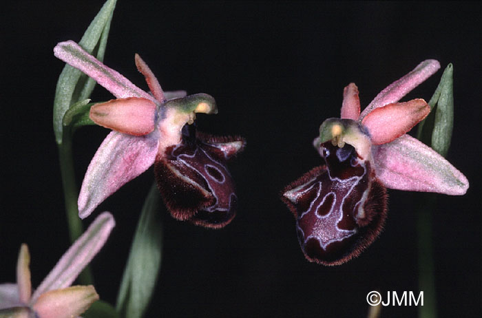 Ophrys incubacea var. dianensis