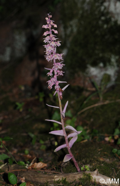 Epipactis purpurata f. rosea