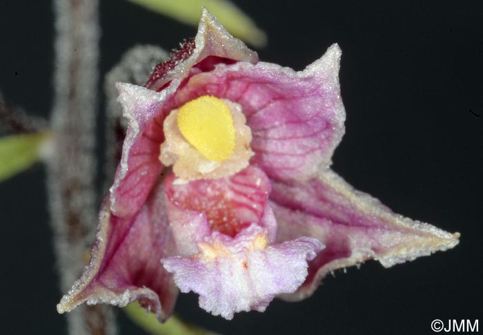 Epipactis atrorubens x palustris = Epipactis x pupplingensis