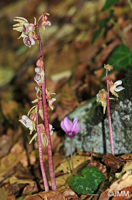 Cyclamen purpurascens & Epipogium aphyllum