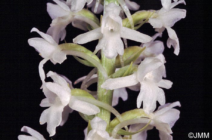 Gymnadenia conopsea var. conopsea f. alba