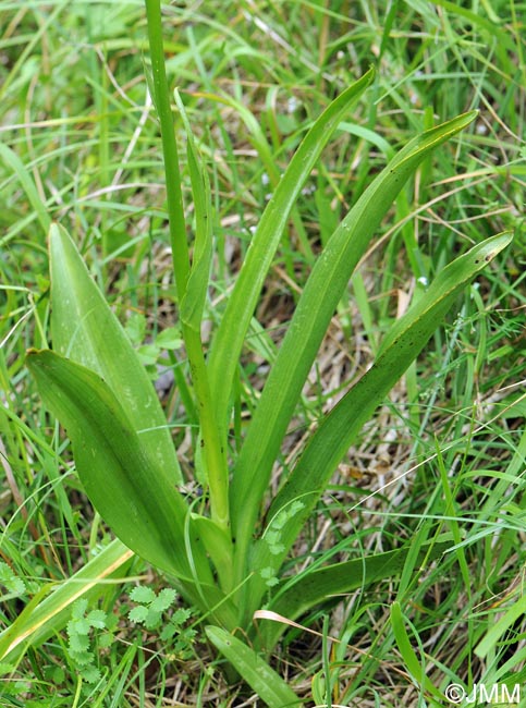 Gymnadenia conopsea var. densiflora