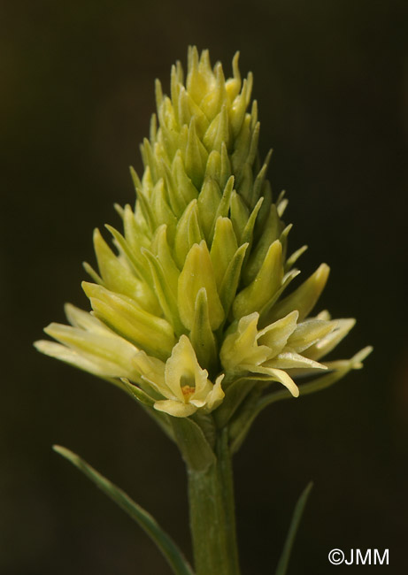 Gymnadenia rhellicani f. alba