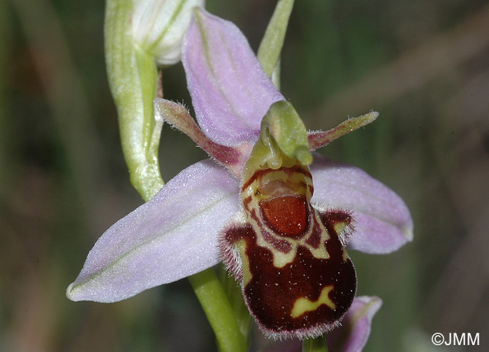 Ophrys apifera f. aurita
