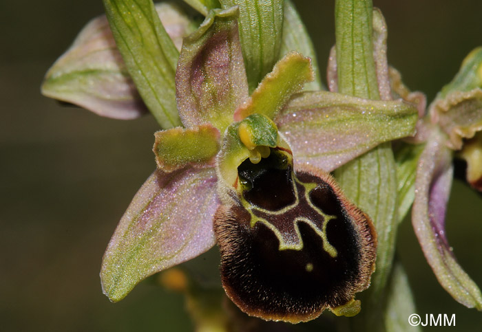 Ophrys araneola x fuciflora