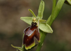Ophrys araneola x insectifera