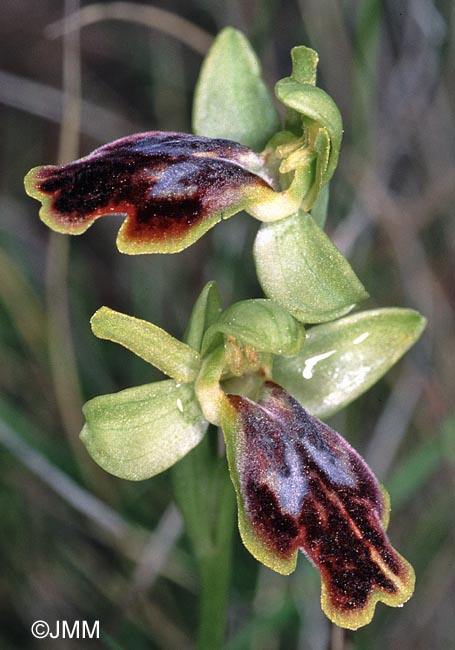 Ophrys bilunulata x Ophrys lupercalis
