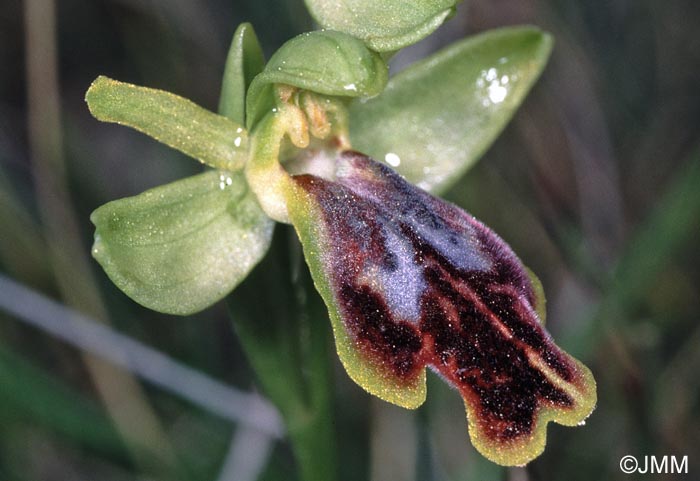 Ophrys bilunulata x Ophrys lupercalis