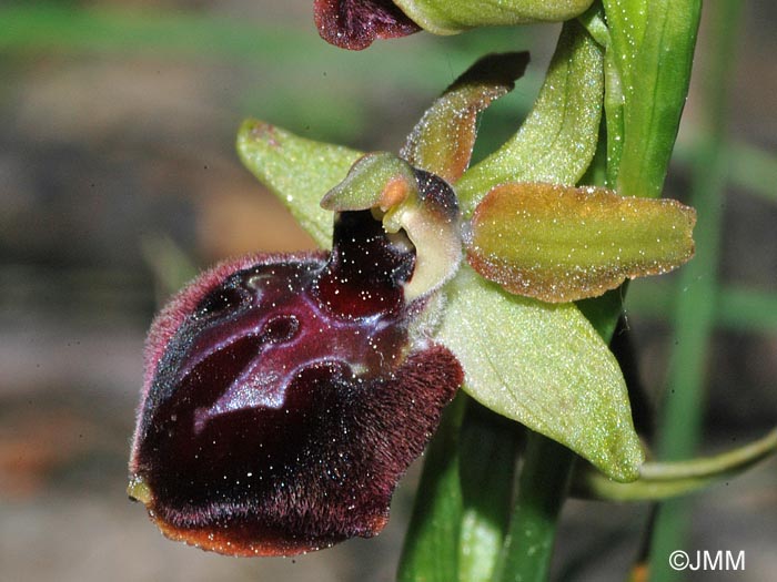 Ophrys caloptera