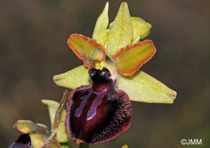 Ophrys caloptera