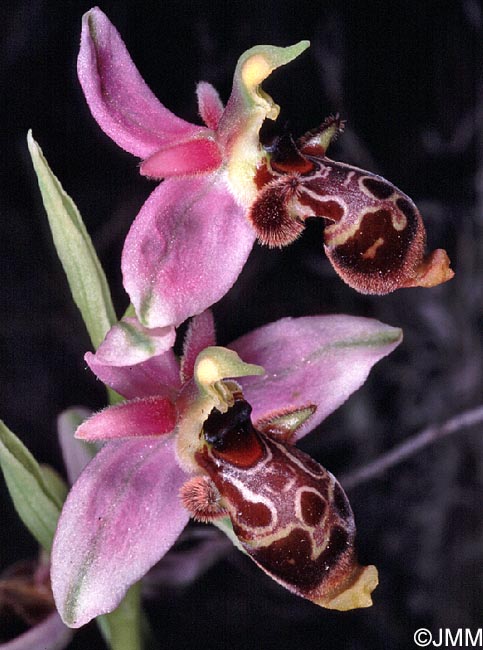 Ophrys corbariensis