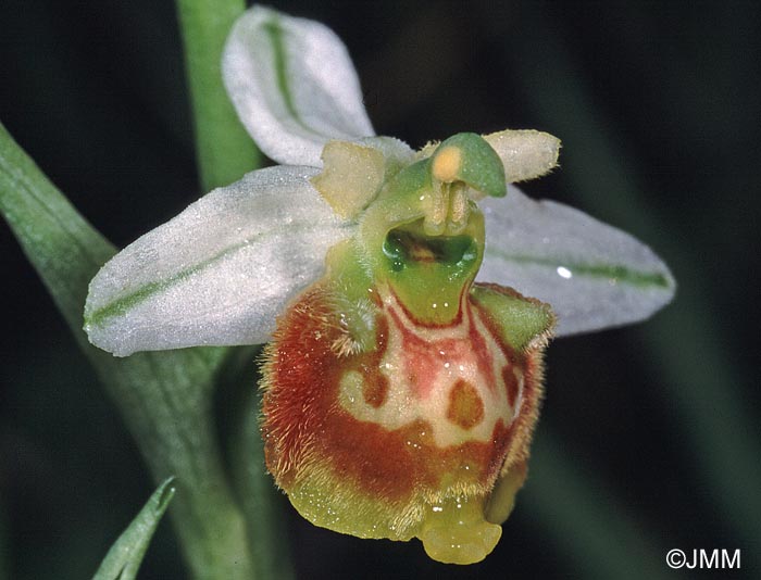 Ophrys gresivaudanica : f. hypochrome