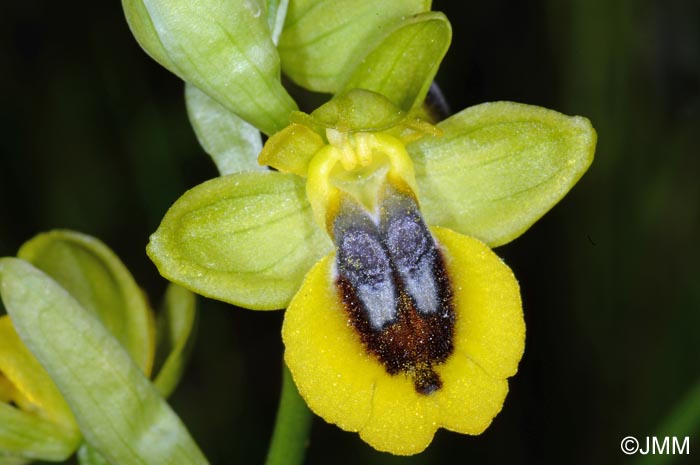 Ophrys lutea "minor" = ? Ophrys lutea s.st.