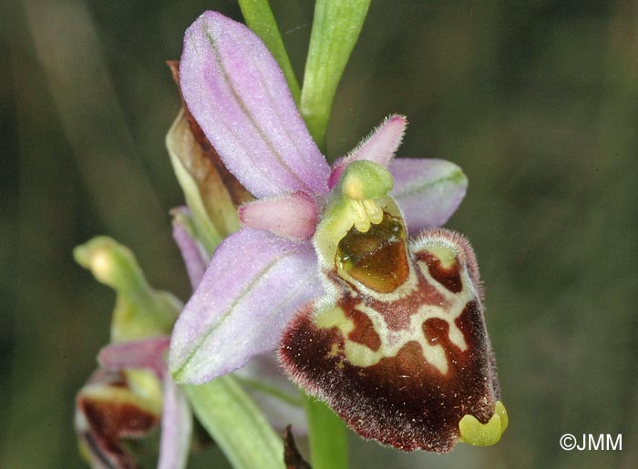 Ophrys montiliensis = Ophrys fuciflora subsp. montiliensis