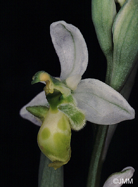 Ophrys picta f. chlorantha