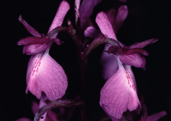 Orchis laxiflora x  morio