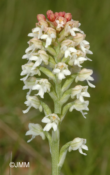 Orchis ustulata f. alba