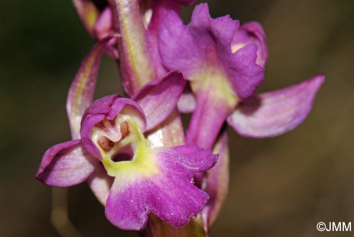 Orchis x kisslingii