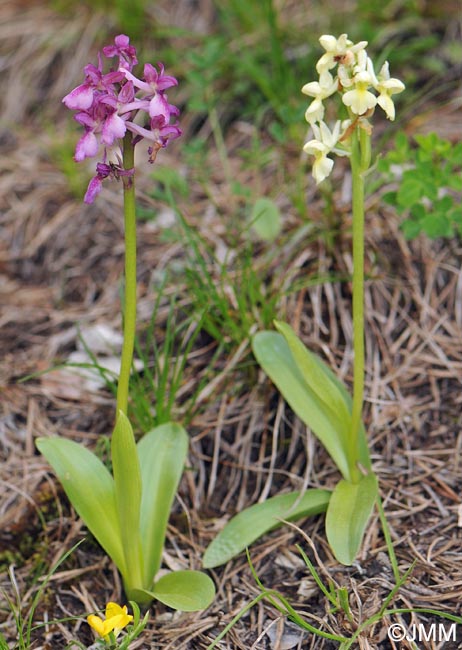 Orchis x klopfensteiniae & Orchis pallens