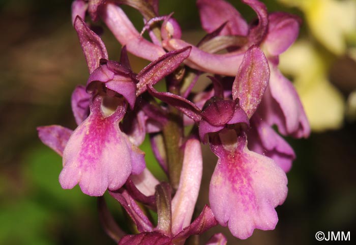 Orchis x klopfensteiniae