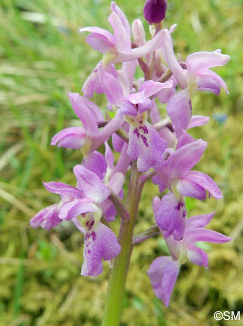Orchis x loreziana