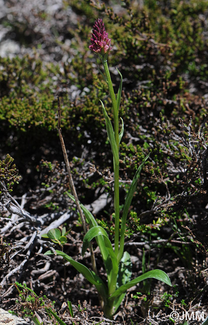 Gymnadenia rhellicani x Pseudorchis albida