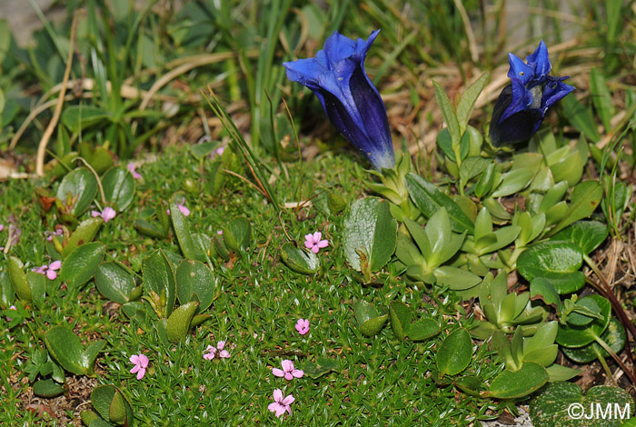 Gentiana alpina & Salix herbacea & Silene exscapa