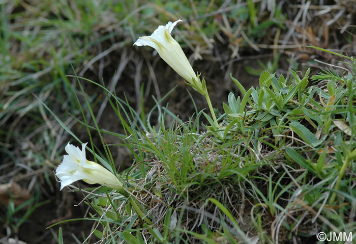 Gentiana angustifolia f. alba