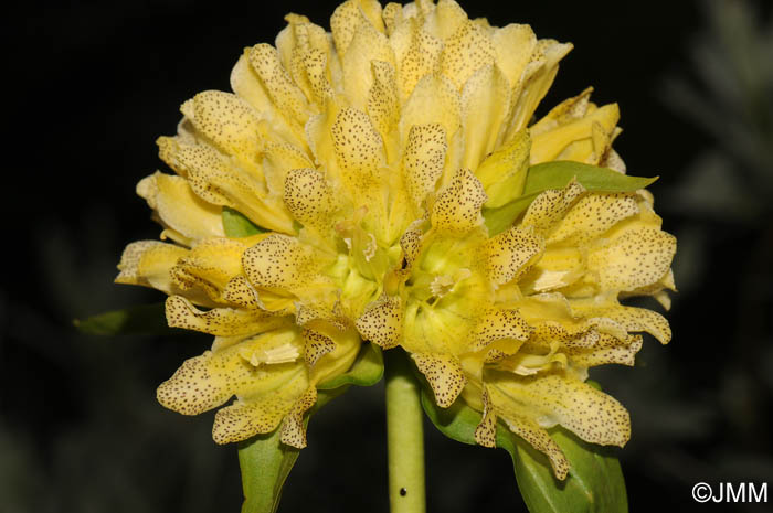 Gentiana burseri subsp. villarsii
