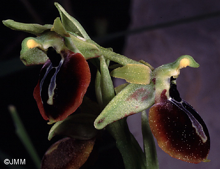 Ophrys aesculapii